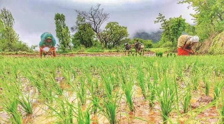 Punjab Farmers Raise Paddy Procurement and Fertiliser Concerns Ahead of Kharif Season